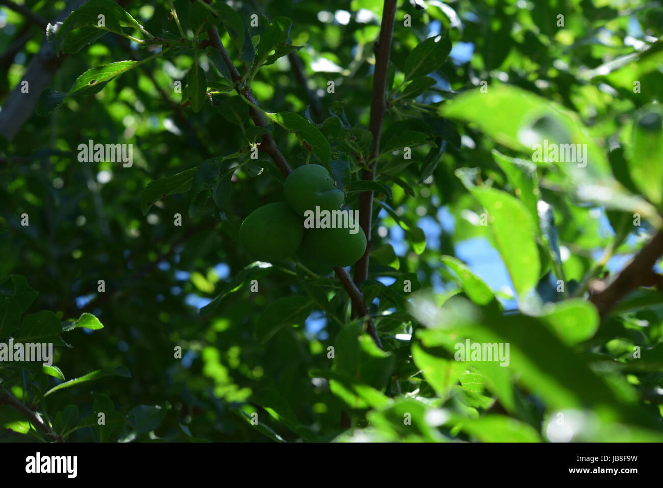 Three unripe plums in the plum tree full of green fresh spring leaves. Blurred blue sky. Stock Photo