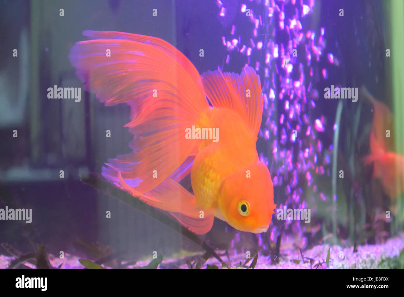 Goldfish in a home aquarium Stock Photo