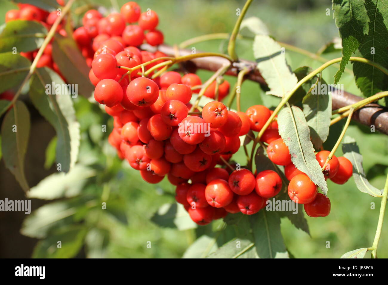 Rowan tree full red hi-res stock photography and images - Alamy
