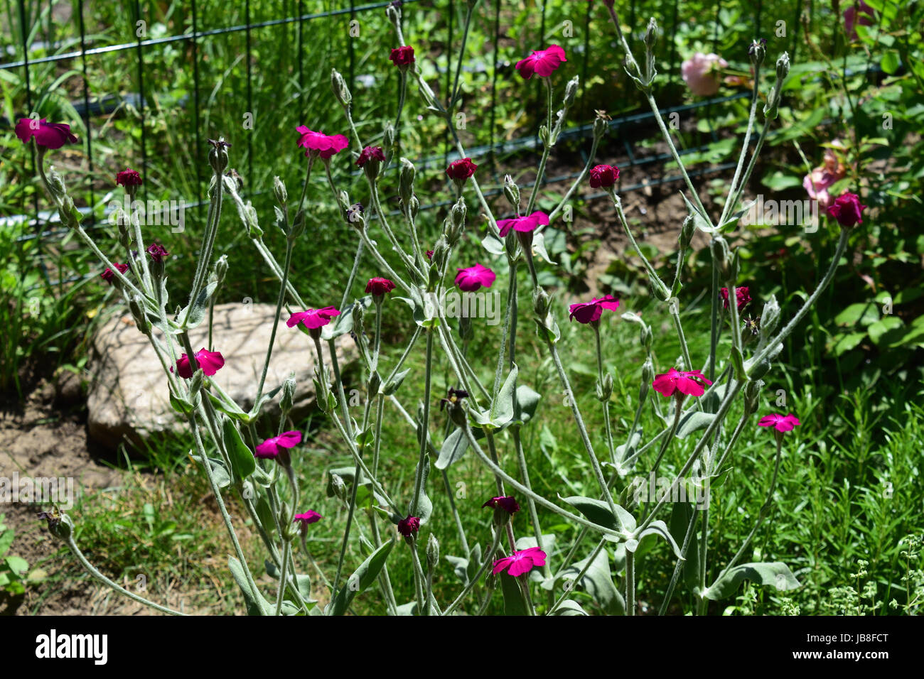Silene coronaria is a species of flowering plant  native to Asia and Europe. Common names include rose campion, dusty miller, mullein-pink. Stock Photo