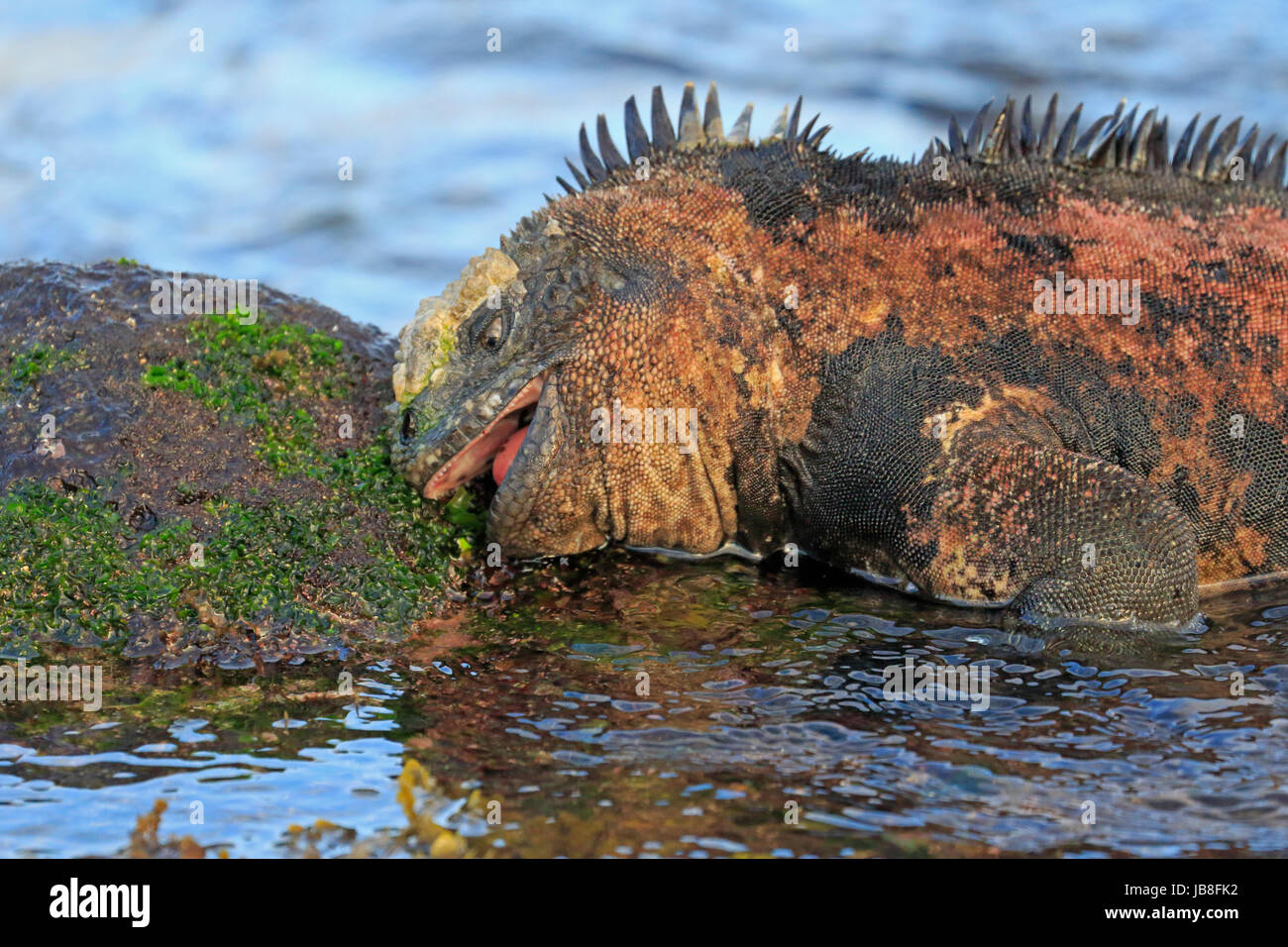 Iguana eating hires stock photography and images Alamy