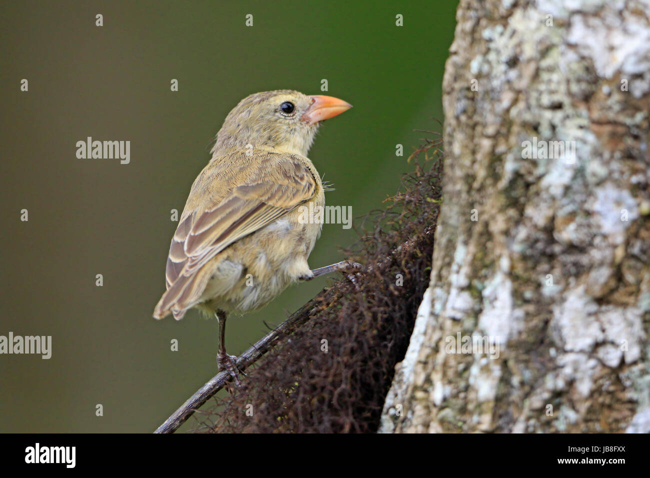 Woodpecker finch hires stock photography and images Alamy