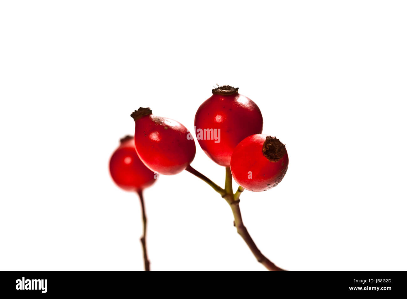 rote Hagebutten auf weißem Hintergrund Stock Photo - Alamy