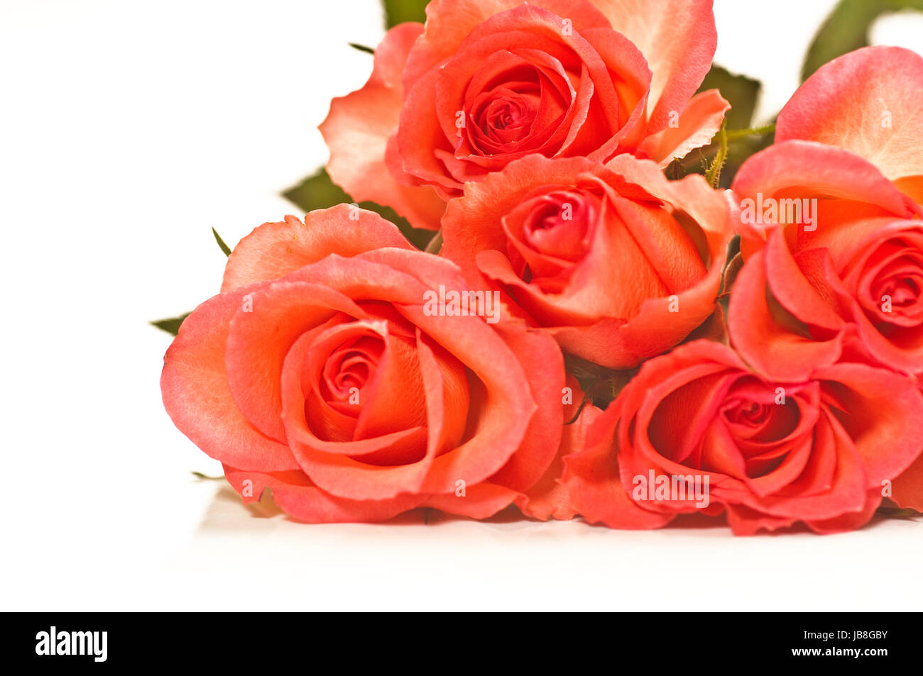rosa Rosen auf weißem Hintergrund Stock Photo