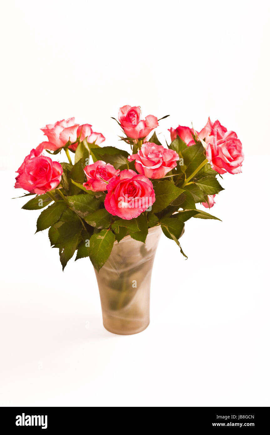 rosa Rosen auf weißem Hintergrund Stock Photo