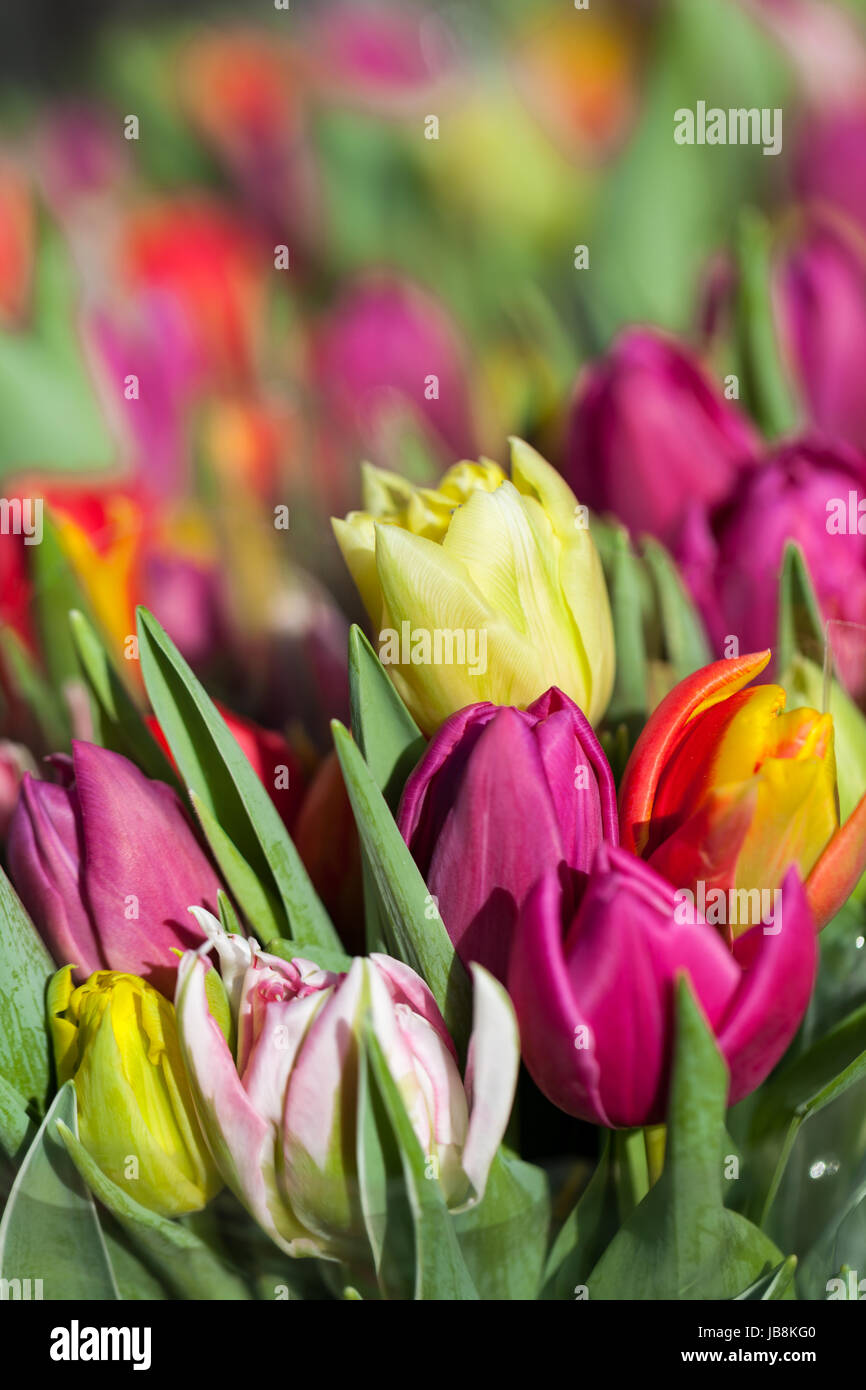 Blumen Mit Grnen Blten