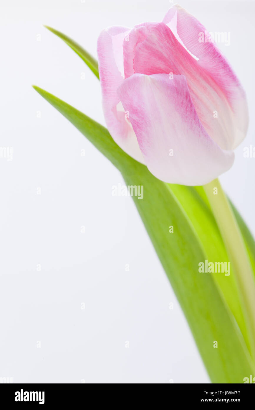 rosane Tulpen als Nahaufnahme als Postkarte zu Ostern und Valentinstag isoliert Stock Photo