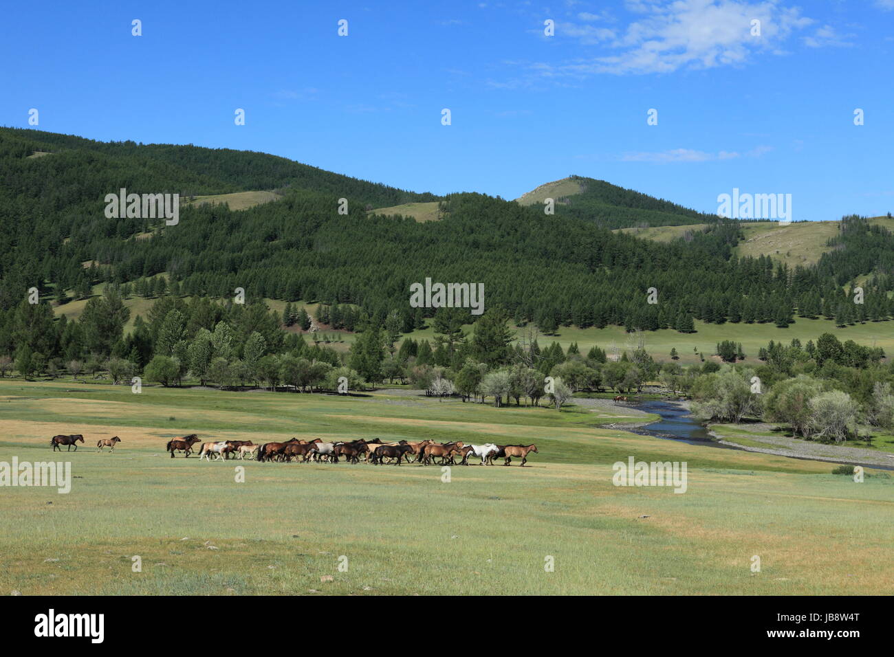horses in the mongolian steppe Stock Photo - Alamy
