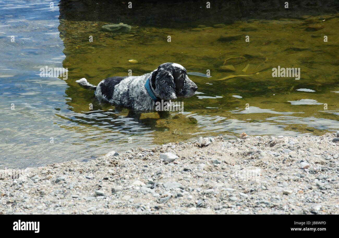 Hot sunny day cute animal hi-res stock photography and images - Alamy