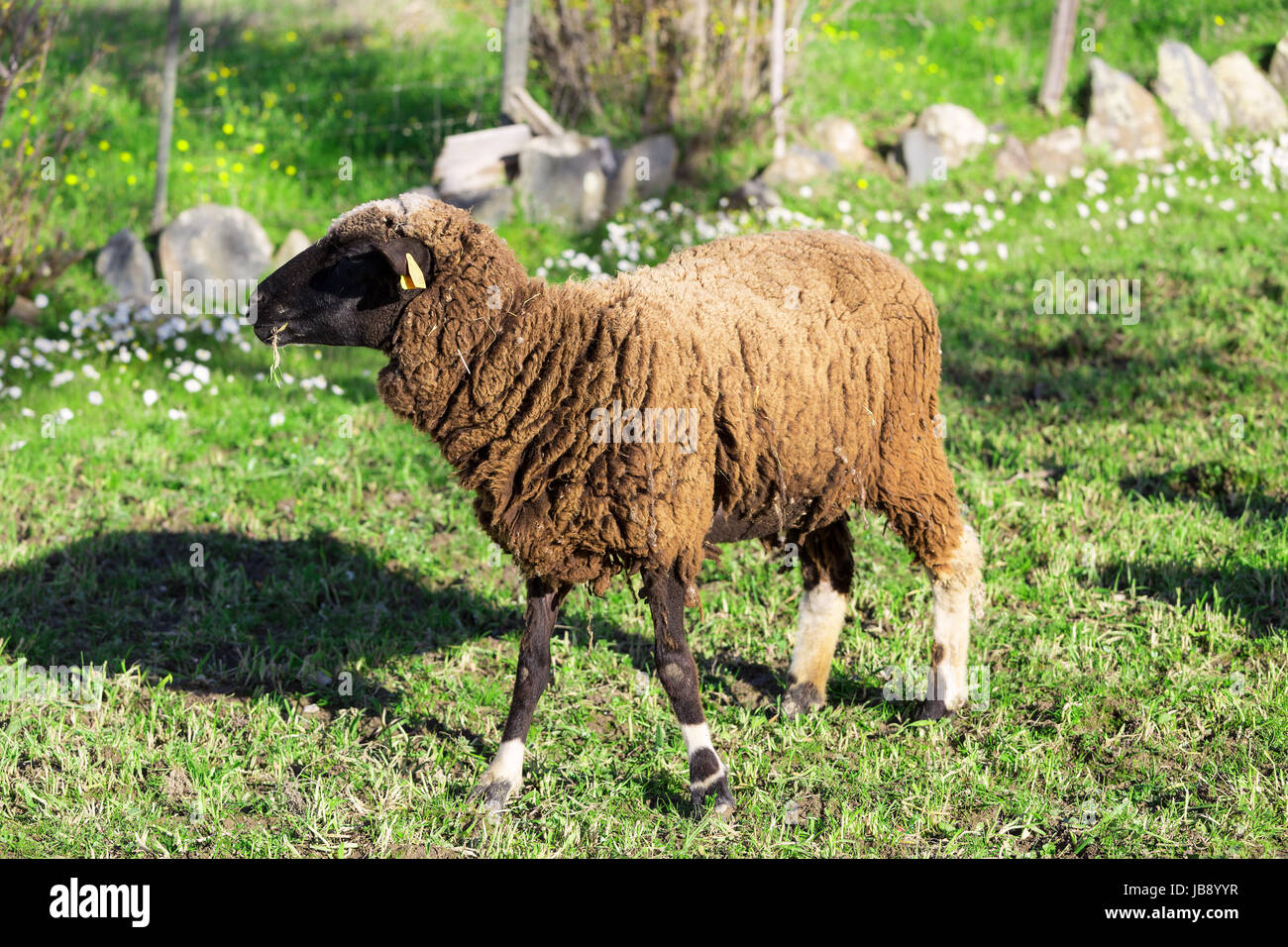 Brown Woolly Sheep on Green Meadow background Stock Photo - Alamy