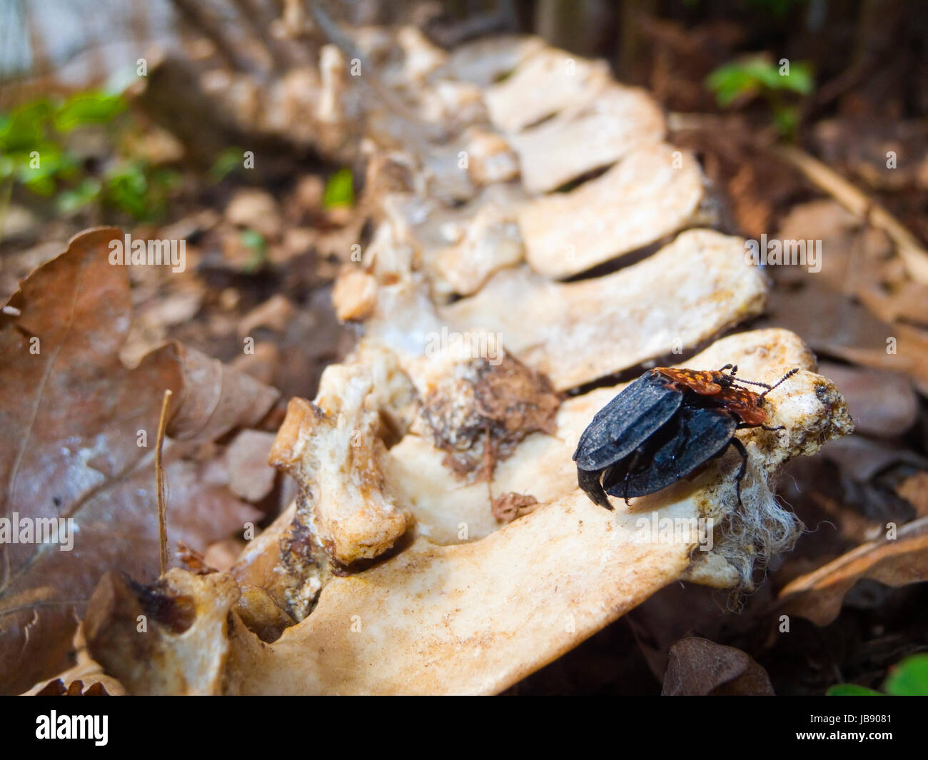 zwei sich paarende Aaskäfer (Oiceoptoma thoracicum) auf einem Knochen am Waldboden Stock Photo