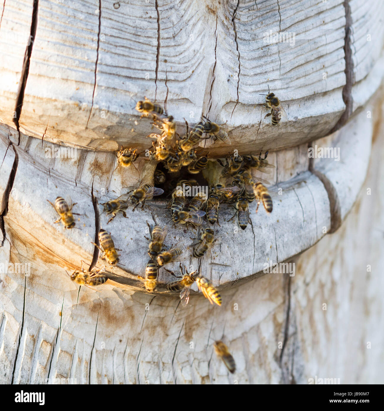 Swarm bees flies hive collect hi-res stock photography and images - Alamy