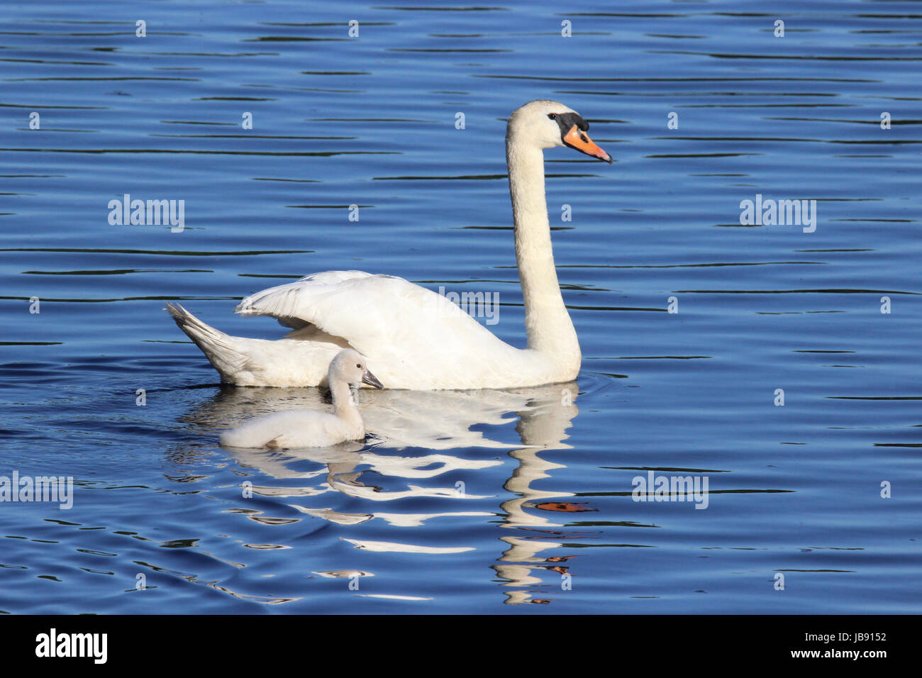 A mute swan parent swimming with one cygnet Stock Photo