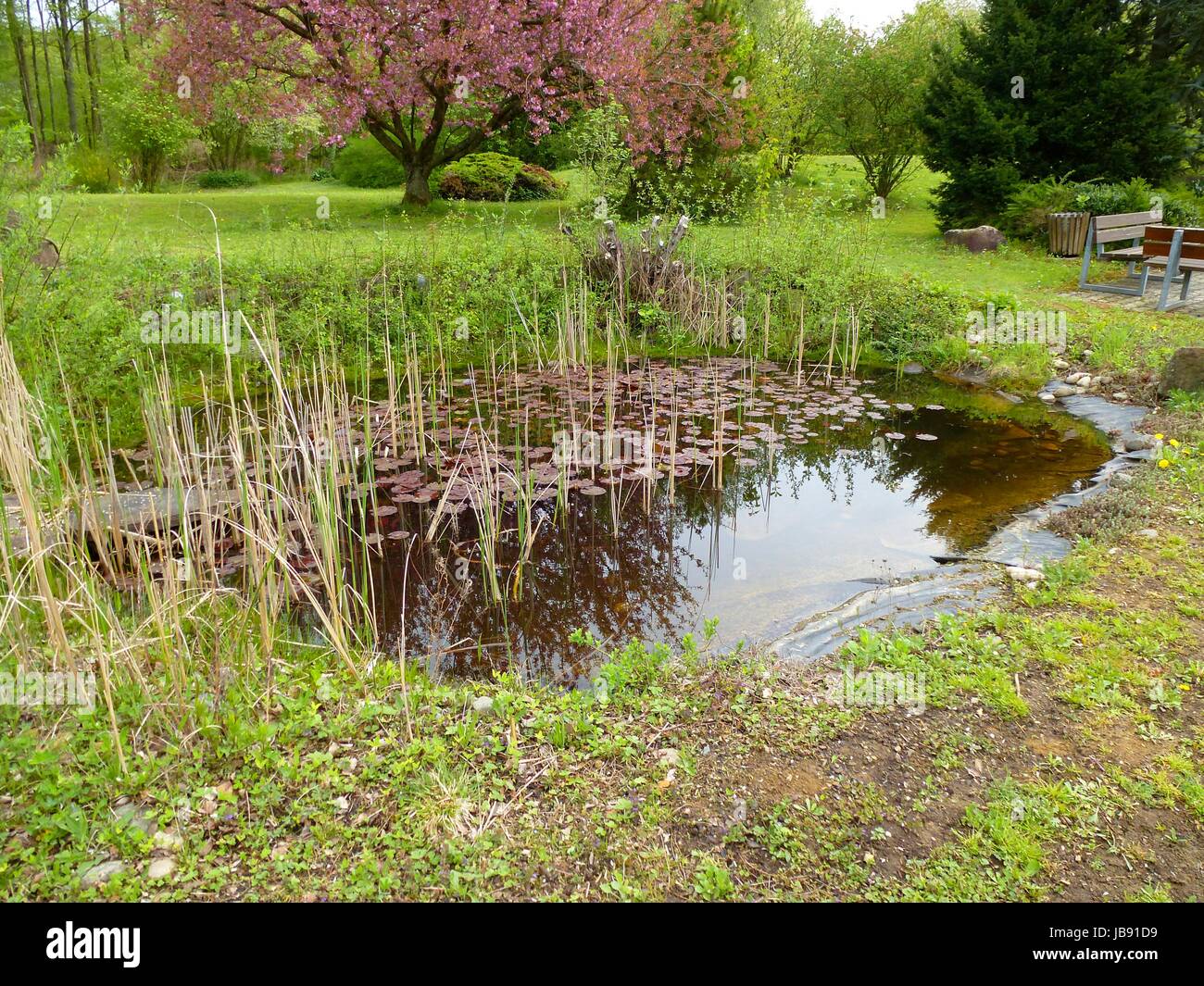 Gartenteich im Frühling, Biotop Stock Photo Alamy