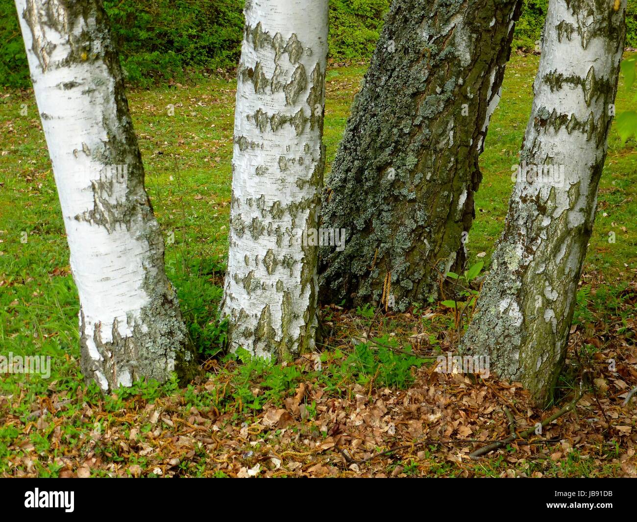 Birkenbäume im Garten, Birken Stock Photo Alamy