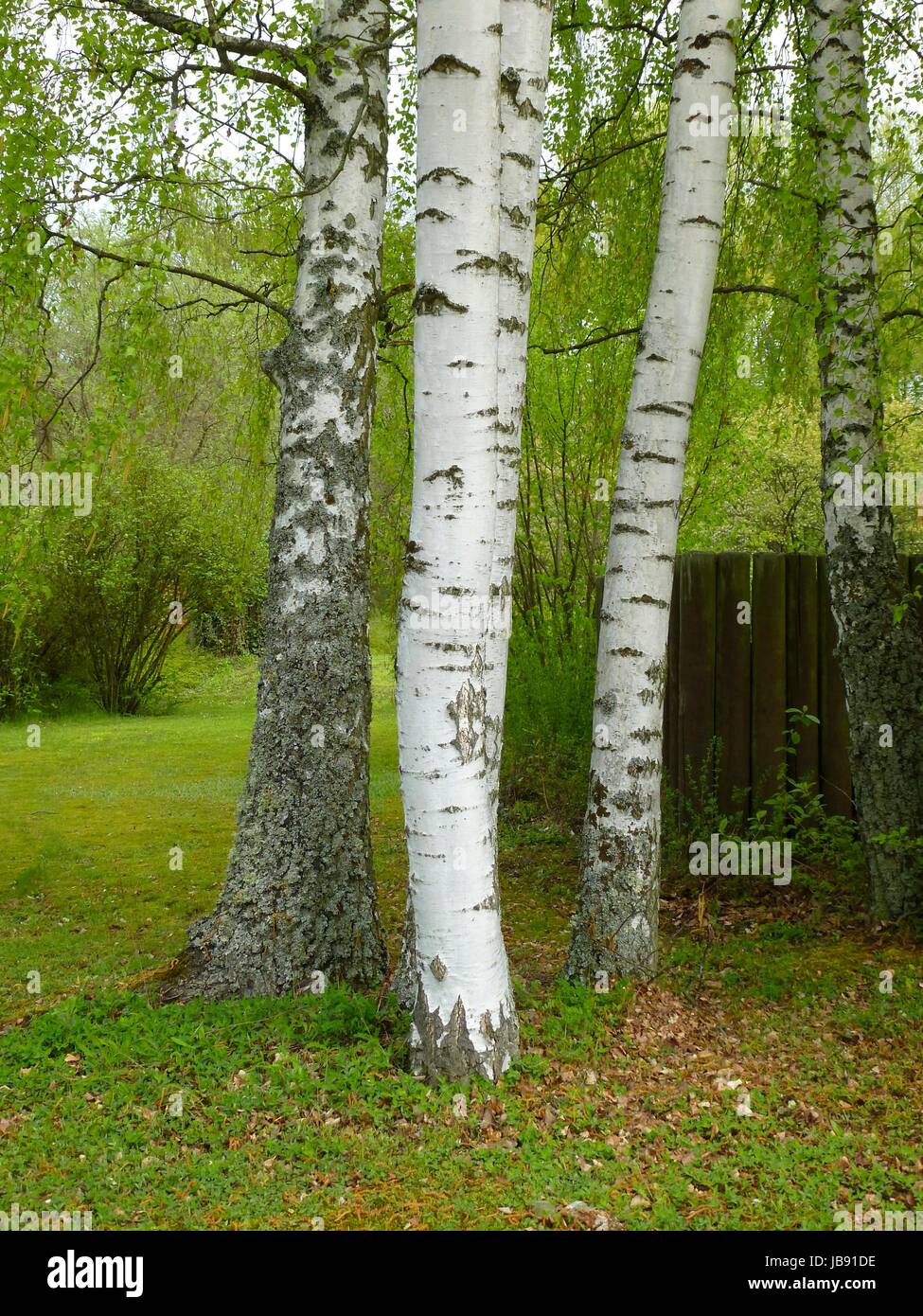 Birkenbaume hires stock photography and images Alamy