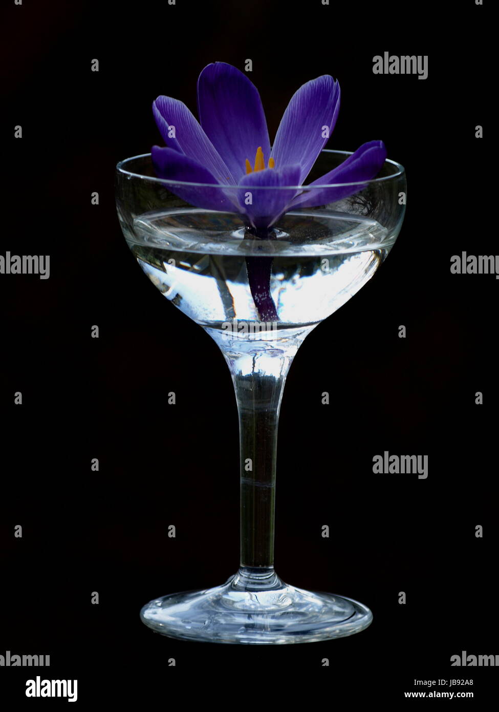 crocus in the glass Stock Photo
