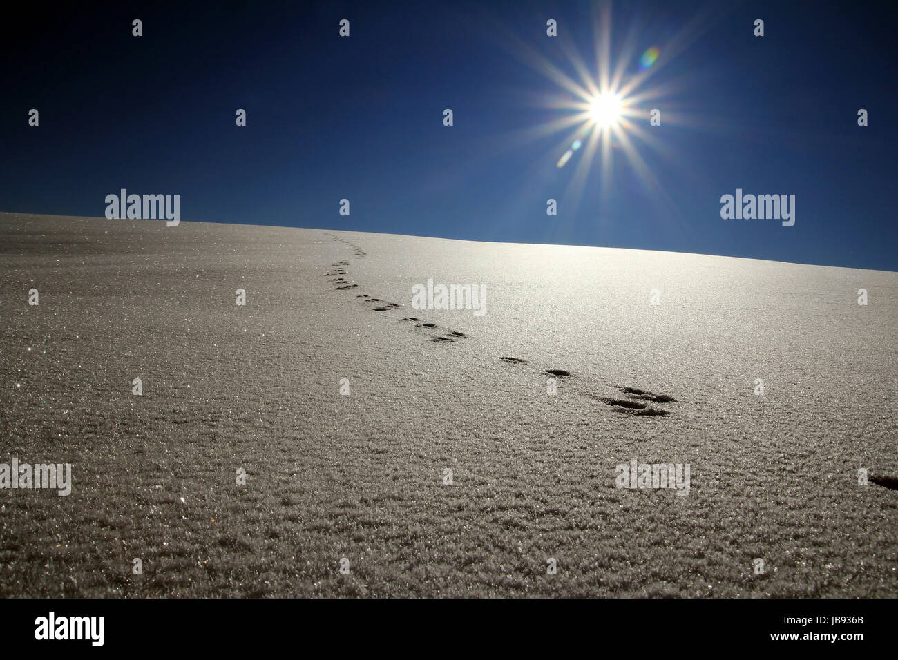 animal tracks in the snow Stock Photo