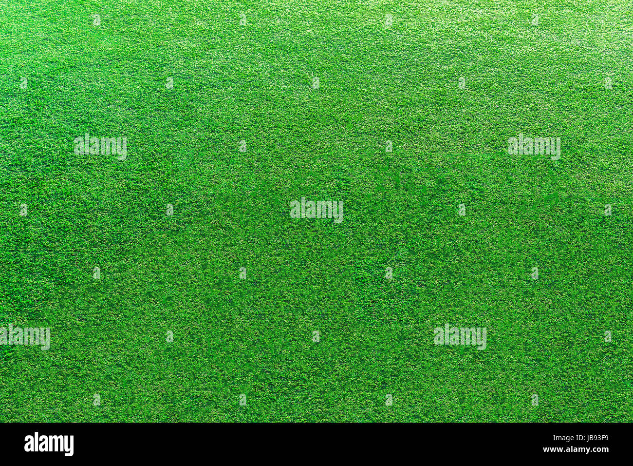 Closeup texture of the green grass background Stock Photo - Alamy