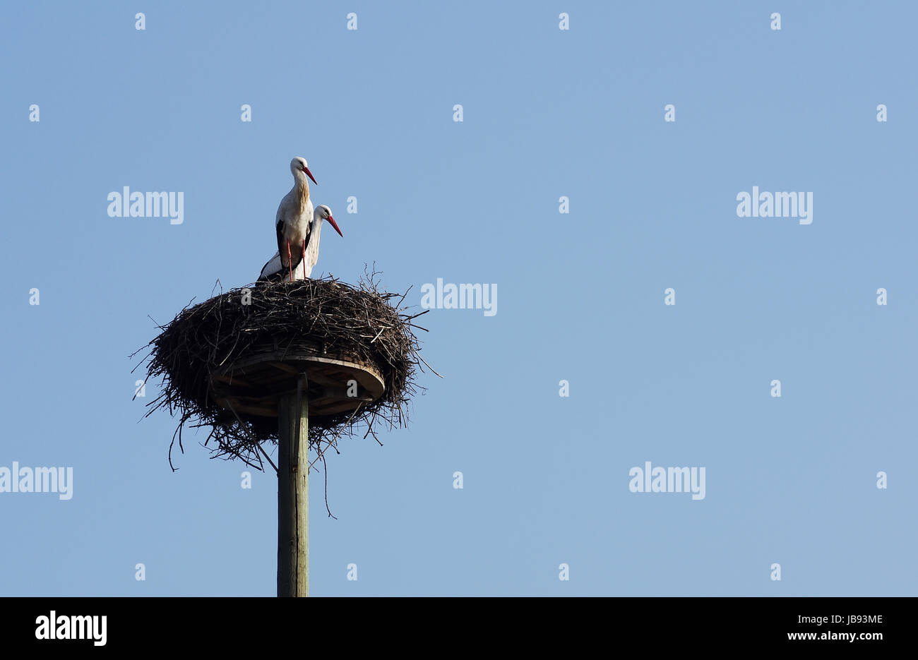 Weißstorchpaar in ihrem "Horst" Stock Photo
