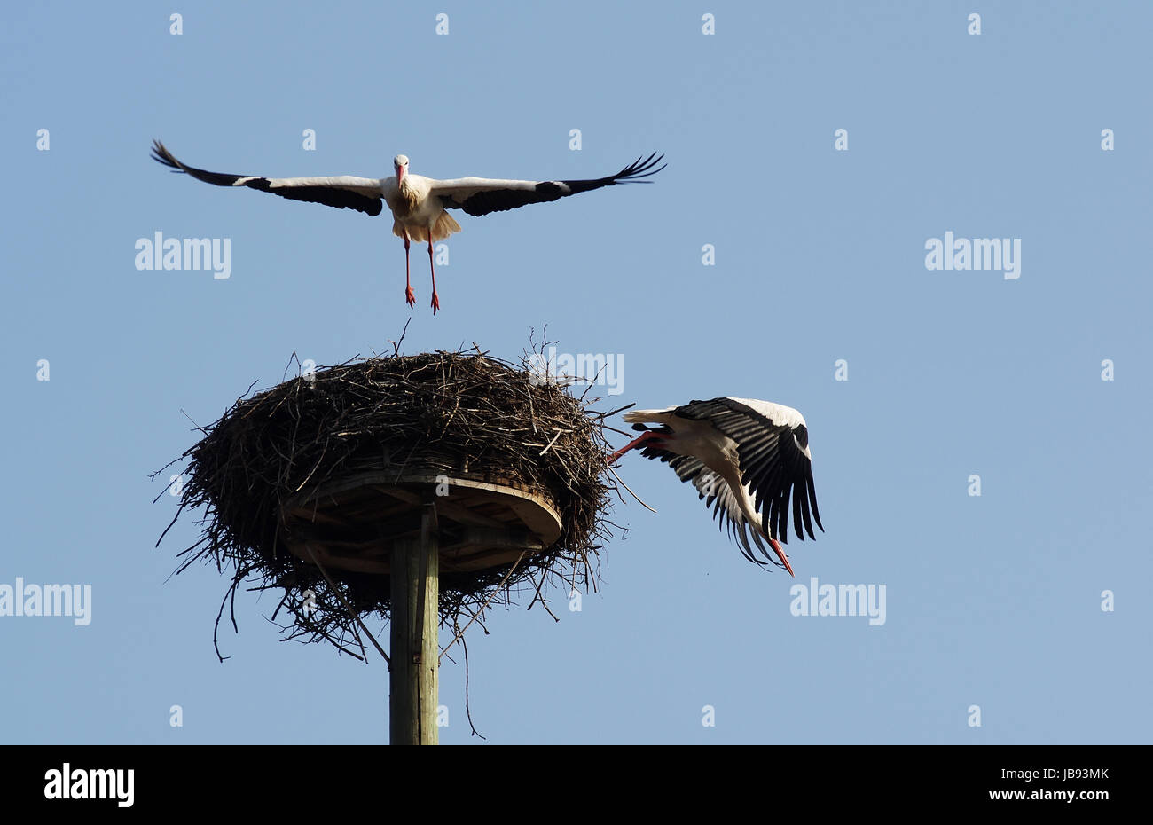 Weißstorchpaar beim An- und Abflug von ihrem "Horst" Stock Photo