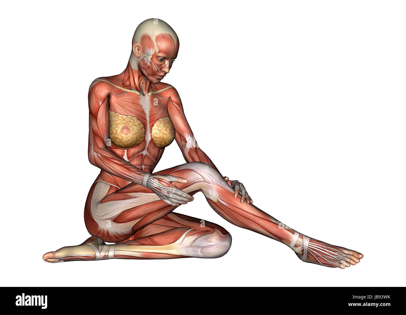 3d Digital Render Of A Sitting Female Anatomy Figure With Muscles Map Isolated On White Background Stock Photo Alamy