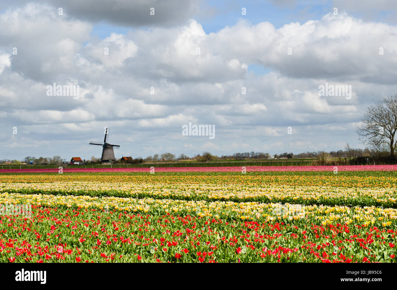 Colorful fields of tulips and a windmill under a cloudy sky in Holland ...