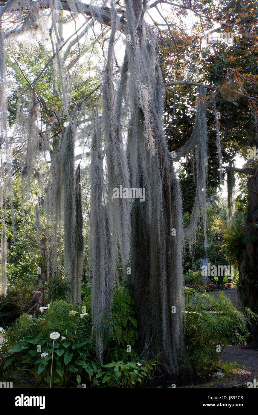 Moos tillandsia usneoides hi-res stock photography and images - Alamy
