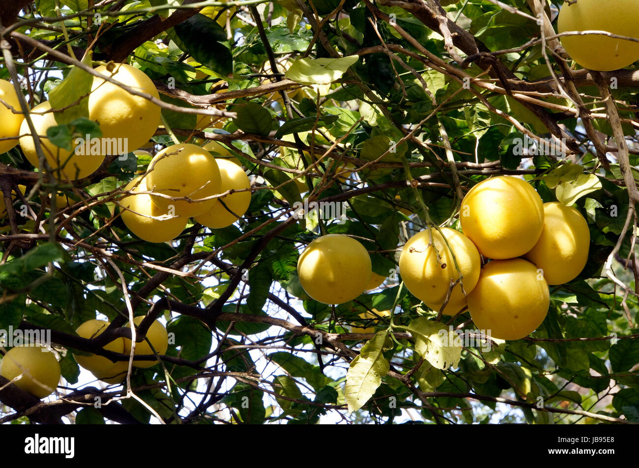 Pomelo (Citrus grandis, Citrus maxima, Citrus paradisi), Paradiesfrucht