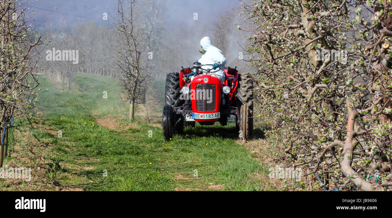 Tractor sprays insecticide in apple orchard just before blossoming Stock Photo