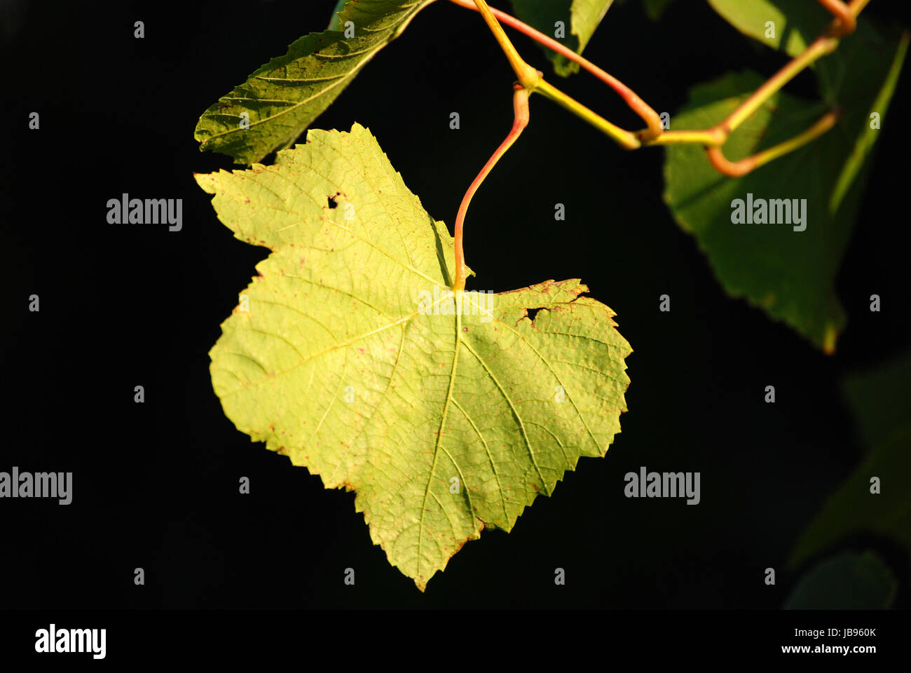vine leaf Stock Photo