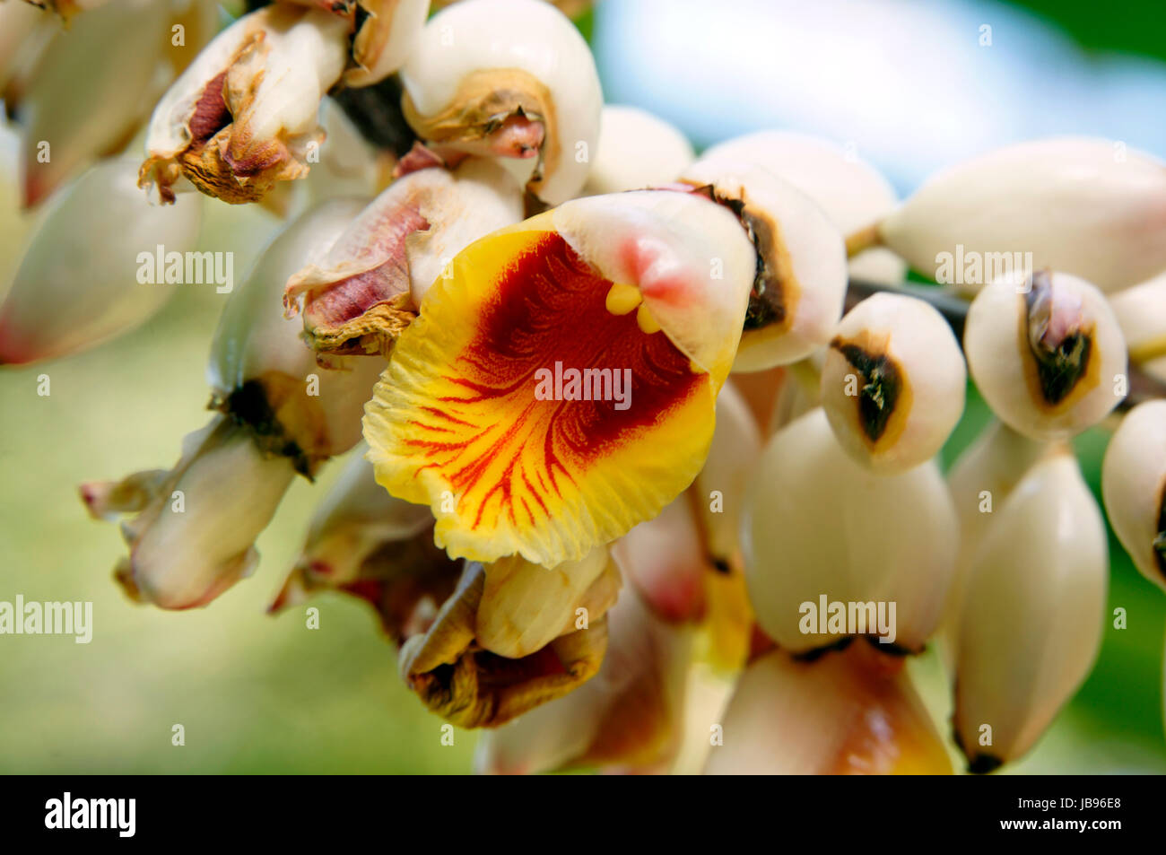 Muschelingwer hi-res stock photography and images - Alamy