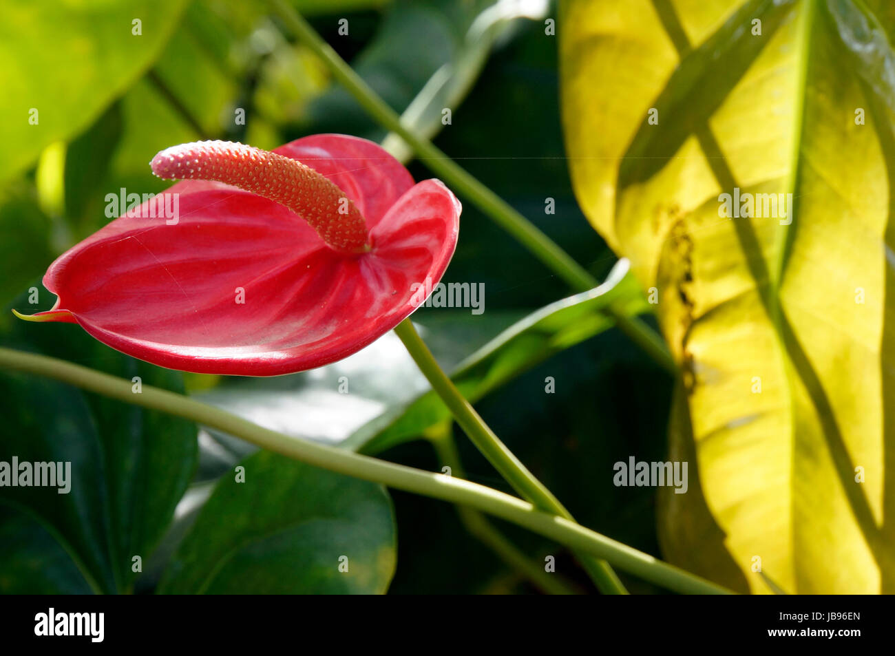 Grosse Flamingoblume, Anthurie (Anthurium andreanum), Puerto de la Cruz,  Teneriffa, Kanaren Stock Photo - Alamy