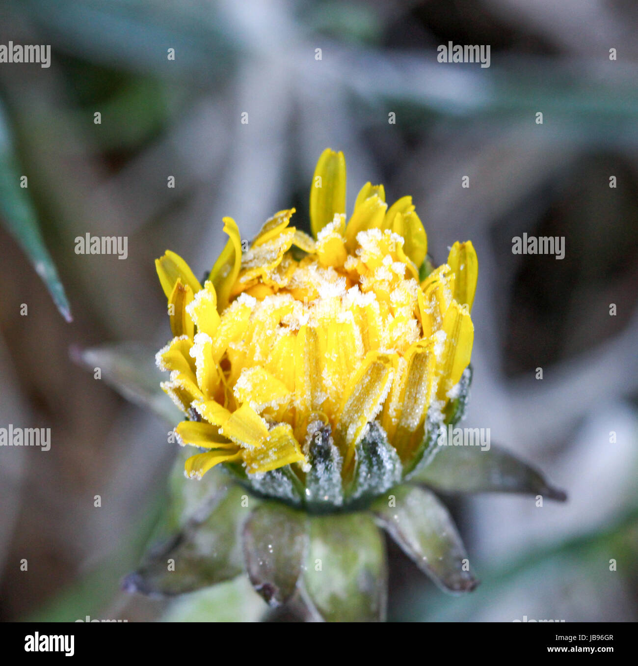 image of a spring frozen dandelion ,morning frost on a yellow flower Stock Photo