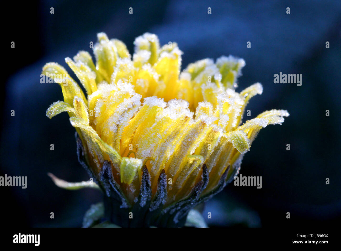 image of a spring frozen dandelion ,morning frost on a yellow flower Stock Photo