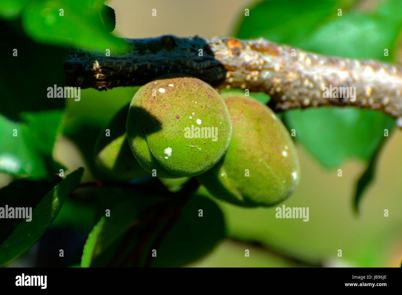 Green apricot on a tree in a private house garden Stock Photo Alamy