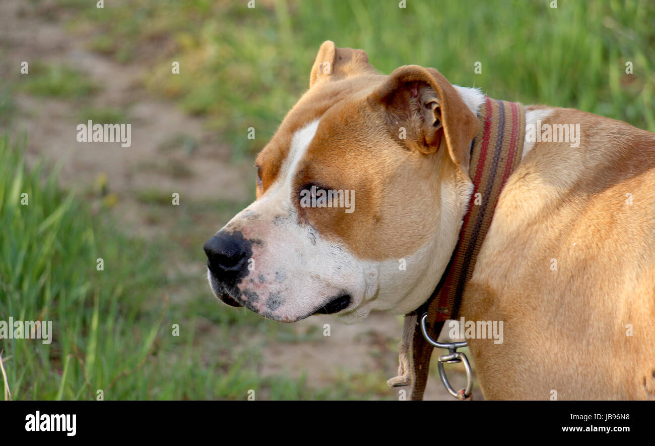 female american staffordshire terrier, dog image of a Stock Photo - Alamy