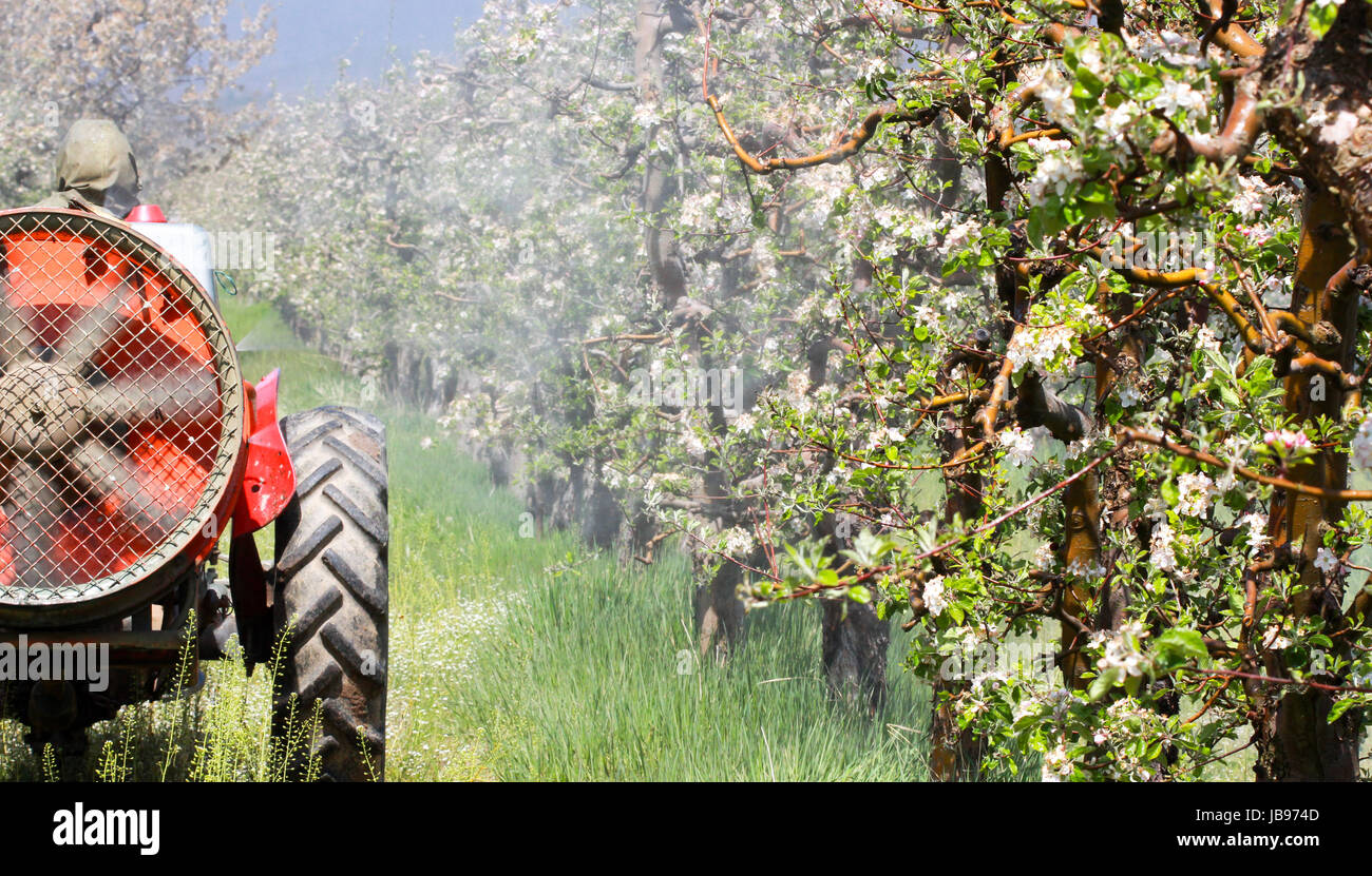Tractor sprays insecticide in apple orchard,image of a Stock Photo