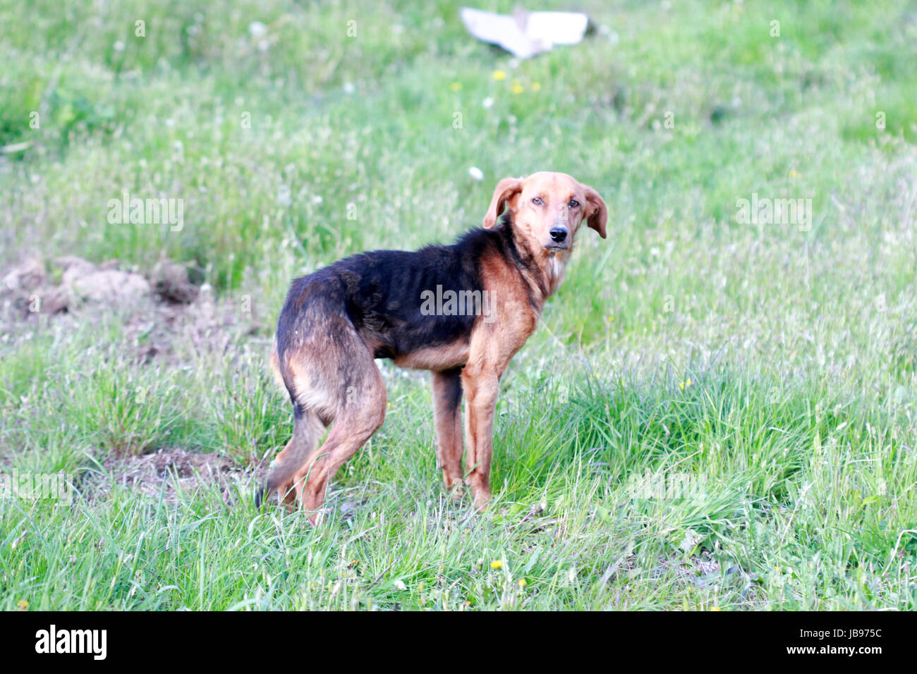 starving stray dog on a grass,image of a Stock Photo Alamy