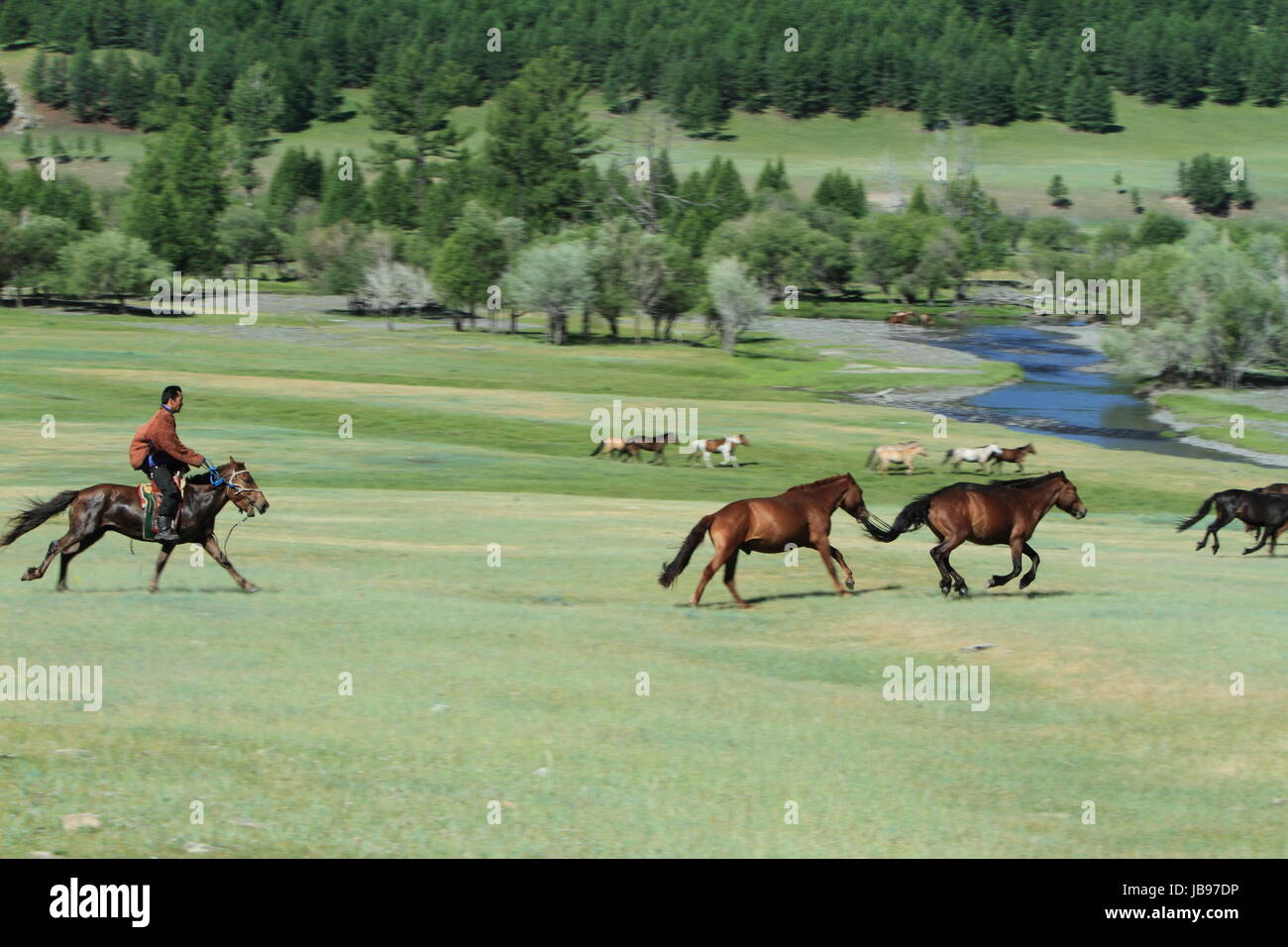 wild horses in mongolia Stock Photo - Alamy
