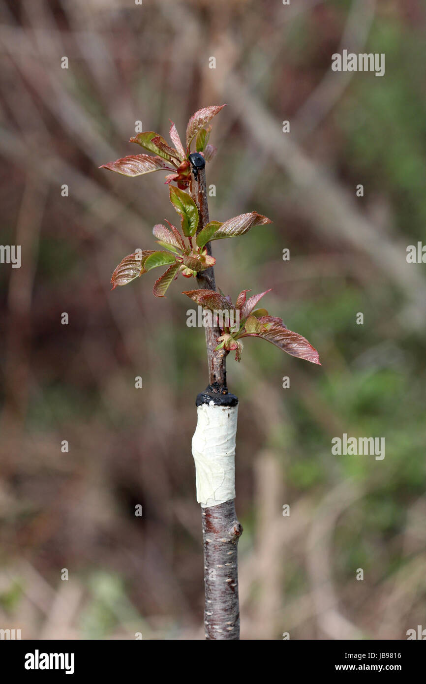 grafted fruit tree in an orchard,picture of a Stock Photo - Alamy