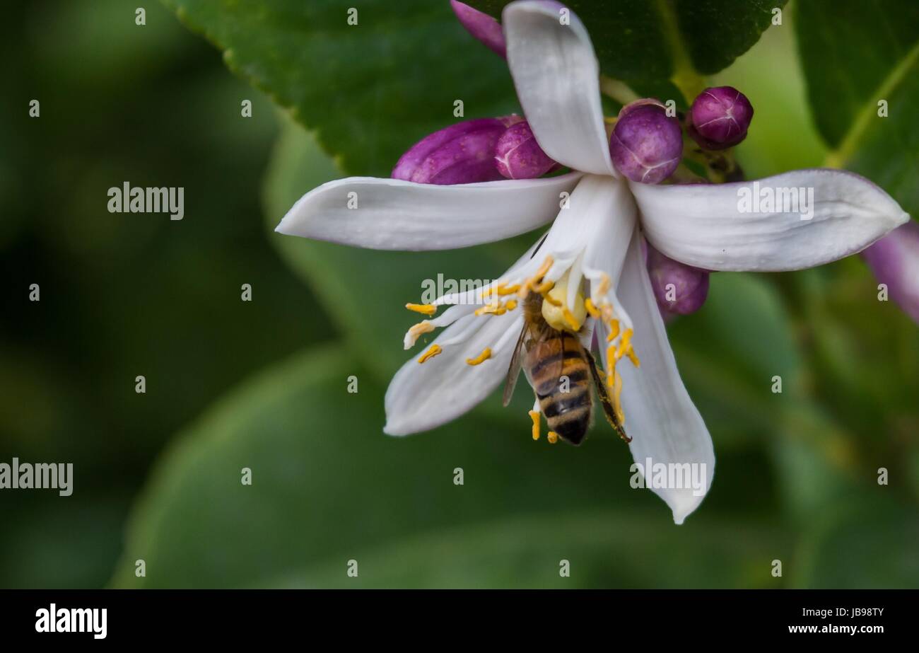 bee inside the flower Stock Photo Alamy