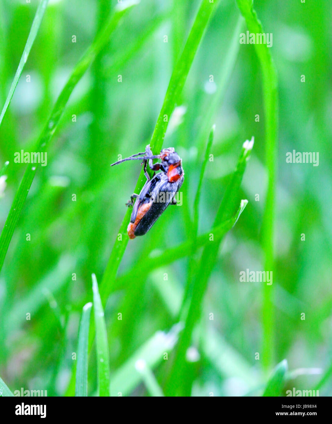 insect on a grass blade Stock Photo Alamy