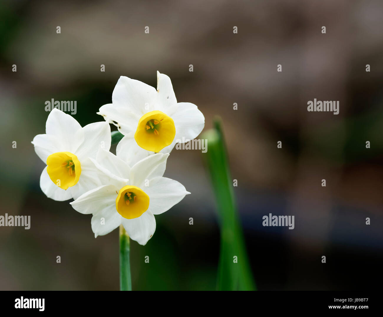 daffodils in a garden in la spezia Stock Photo