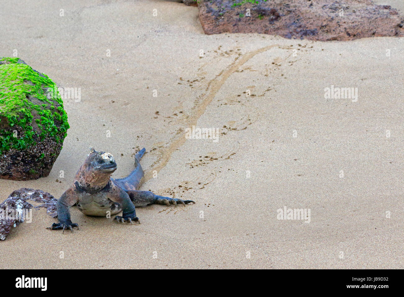 Marine Iguana walking on a sandy beach showing its tracks in the Galapagos Stock Photo