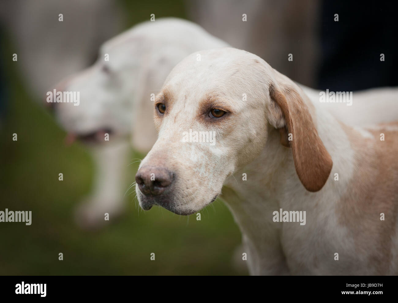 Hound Pack High Resolution Stock Photography and Images - Alamy