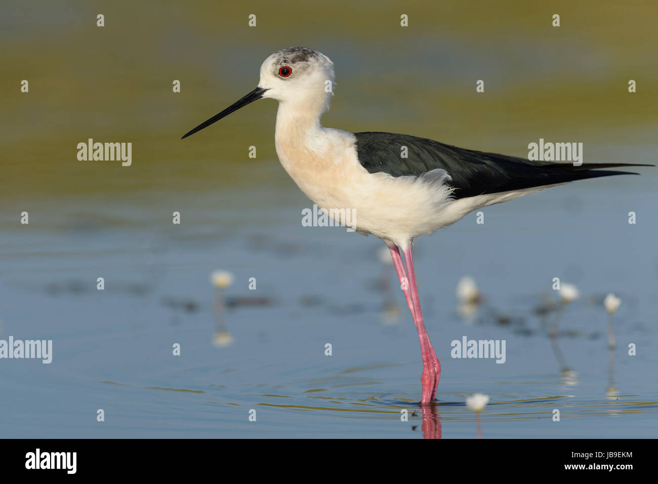 Black-winged Stilt (Himantopus himantopus) standing in shallow water, Extremadura, Spain Stock Photo
