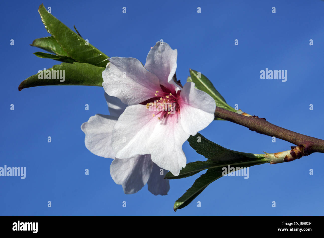 Almond blossoms (Prunus dulcis) on branch, blossoming almond tree, Baden-Württemberg, Germany Stock Photo