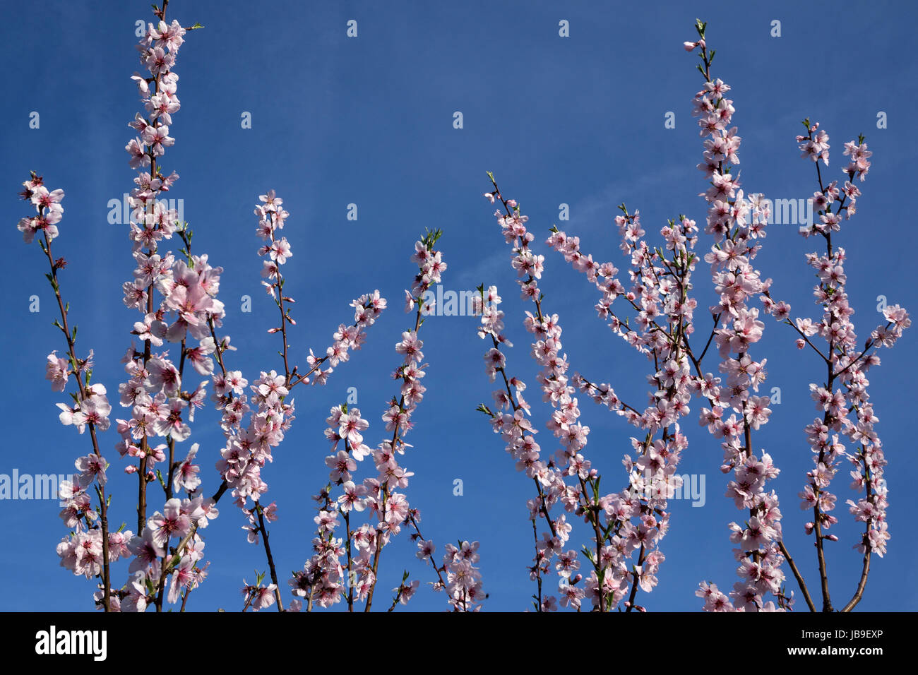 Almond blossoms (Prunus dulcis) on branch, blossoming almond tree, Baden-Württemberg, Germany Stock Photo