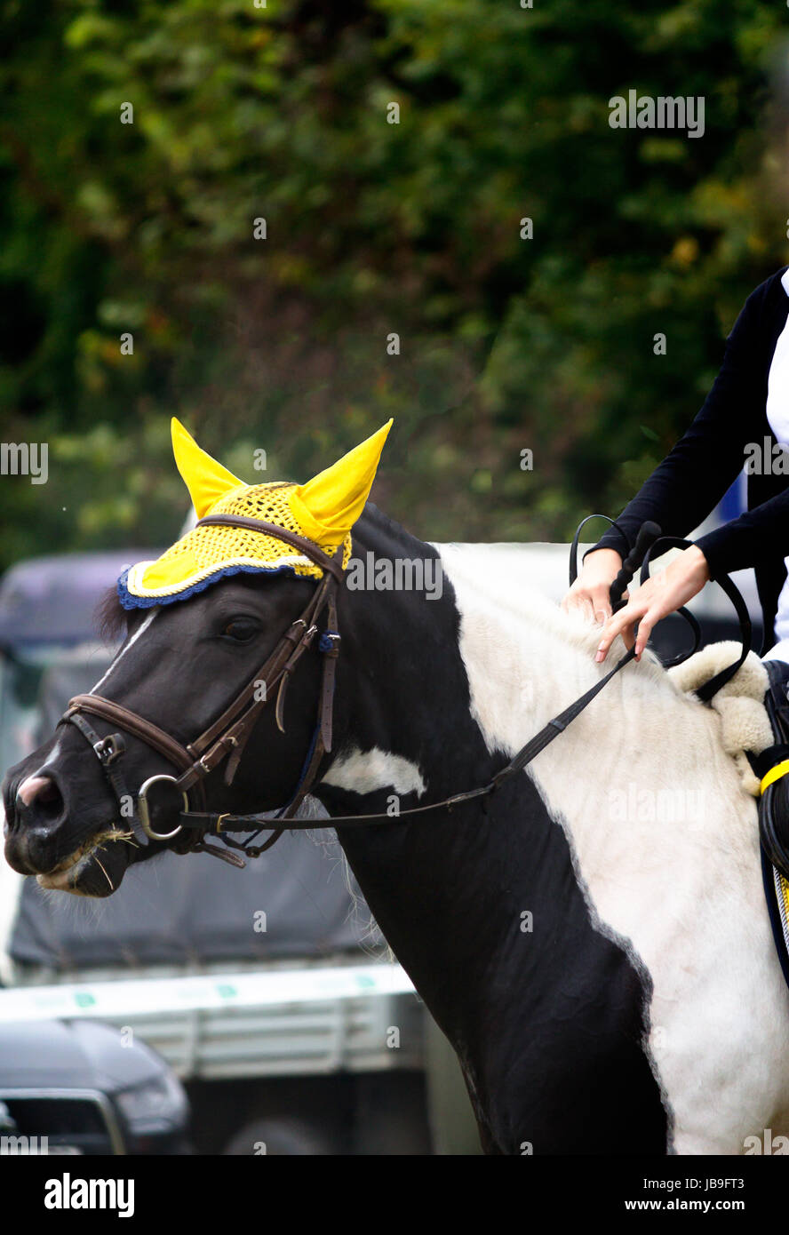 Horse driven rider during competitions riding Stock Photo